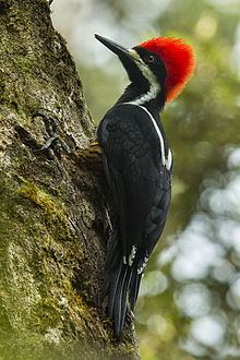 Powerful woodpecker httpsuploadwikimediaorgwikipediacommonsthu