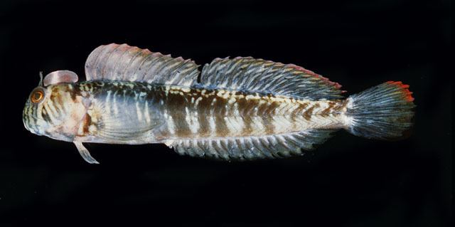 Praealticus wwwfishbaseorgimagesspeciesPrtanu0jpg