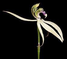 Praecoxanthus httpsuploadwikimediaorgwikipediacommonsthu