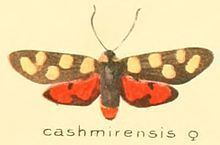 Praezygaena caschmirensis httpsuploadwikimediaorgwikipediacommonsthu