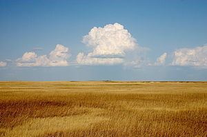 Prairie Prairie Wikipedia