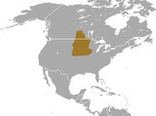 Prairie shrew httpsuploadwikimediaorgwikipediacommonsthu