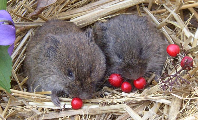 Prairie vole Prairie Voles Why you might want to stay away from those with a