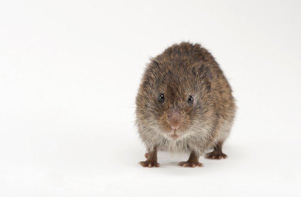 Prairie vole What Can Rodents Tell Us About Why Humans Love Science Smithsonian