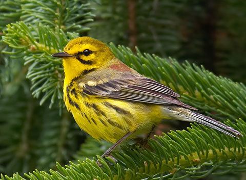 Prairie warbler Prairie Warbler Dendroica discolor Planet of Birds