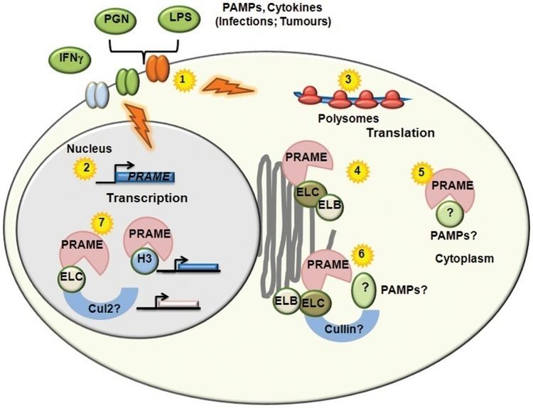 PRAME Activation of TLRs and other signalling receptors by PAMPs and