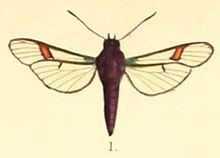 Pramila (moth) httpsuploadwikimediaorgwikipediacommonsthu