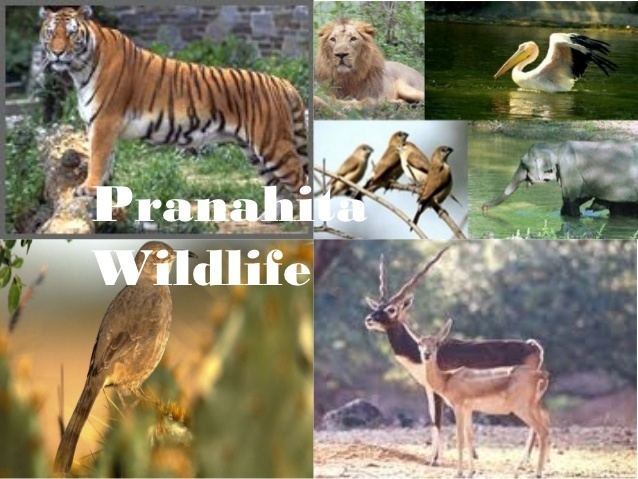 Pranahita Wildlife Sanctuary Adilabad