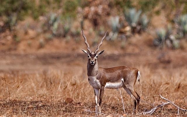 Pranahita Wildlife Sanctuary Pranahita Wildlife Sanctuary Telangana Tourism