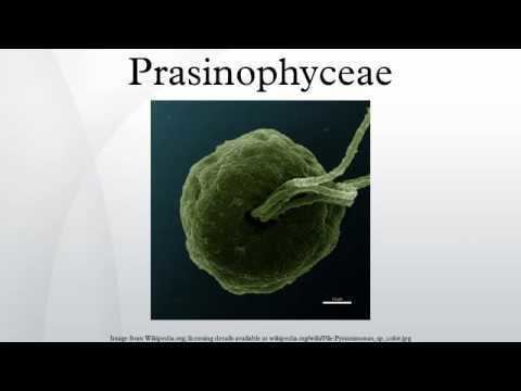 Prasinophyceae Prasinophyceae YouTube