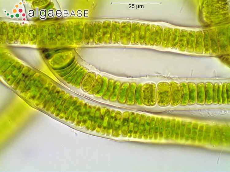 Prasiola Prasiola crispa Lightfoot Ktzing Algaebase