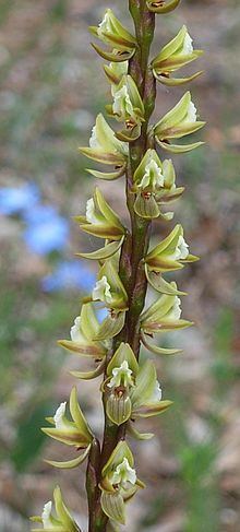 Prasophyllum elatum httpsuploadwikimediaorgwikipediacommonsthu