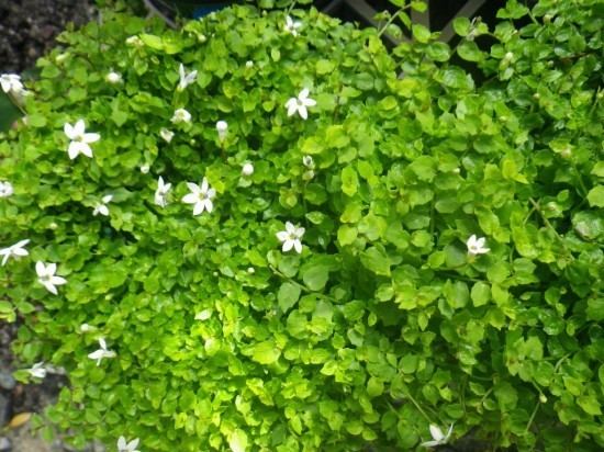 Pratia Pratia White Landsdale Plants