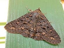 Praxis (moth) httpsuploadwikimediaorgwikipediacommonsthu