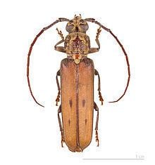 Praxithea (beetle) httpsuploadwikimediaorgwikipediacommonsthu