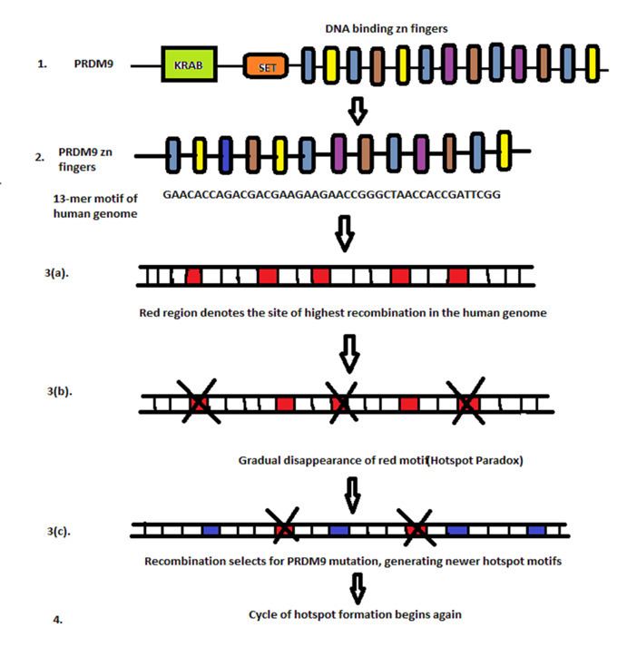 PRDM9 Function and evolution of Znfinger protein PRDM9 1 PRDM9