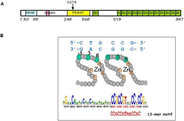 PRDM9 The PRDM9 protein A PRDM9 contains several known protein domains