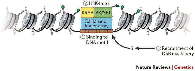 PRDM9 Model for the role of PRDM9 in meiotic DSB localization Meiotic