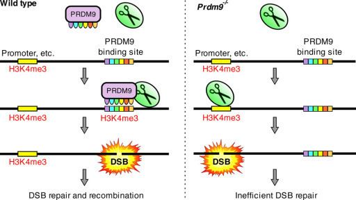 PRDM9 Proposed role of the PRDM9 protein Left In cells cont Openi