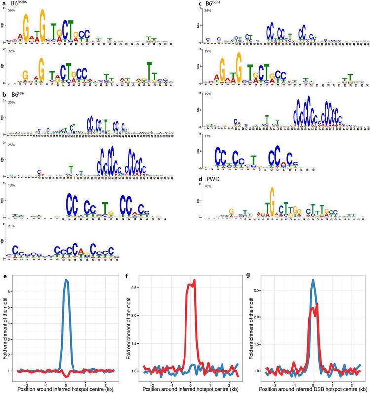 PRDM9 Inferred PRDM9 binding motifs are enriched at DSB hotspot centres