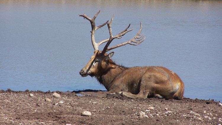 Père David's deer Saved by Chance The Incredibly Strange Story of the Pere David39s