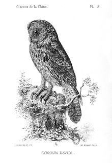 Père David's owl httpsuploadwikimediaorgwikipediacommonsthu