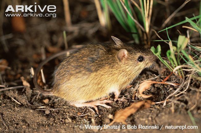 Preble's meadow jumping mouse Meadow jumping mouse videos photos and facts Zapus hudsonius ARKive