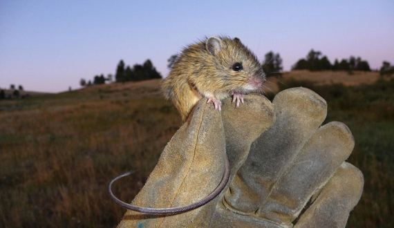 Preble's meadow jumping mouse Preble39s meadow jumping mouse