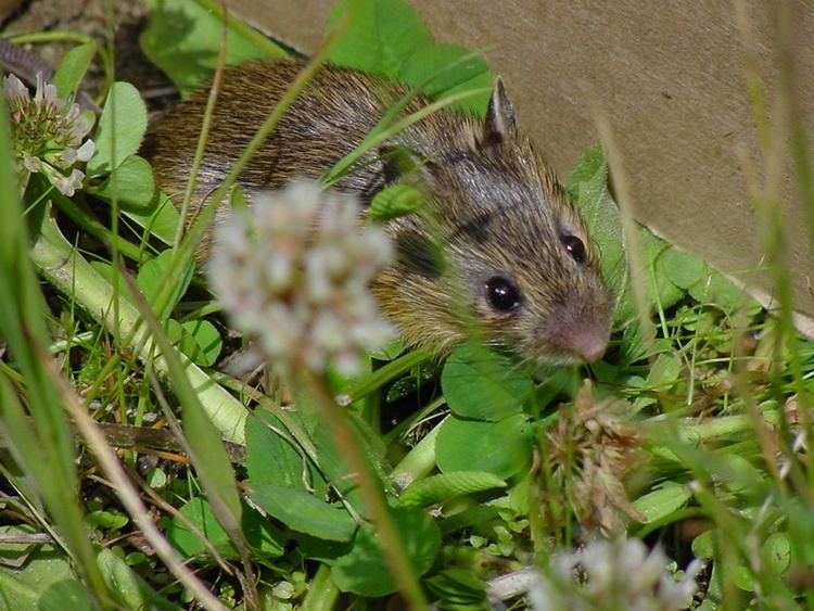 Preble's meadow jumping mouse Schorr home