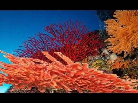 Precious coral Precious coral YouTube
