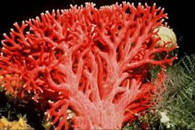 Precious coral Precious Coral