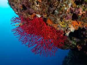 Precious coral httpsmoonrisecrystalscomwpcontentuploads20