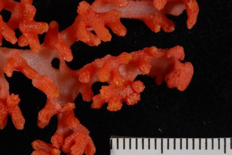 Precious coral Critter of the Week precious coral Corallium NIWA