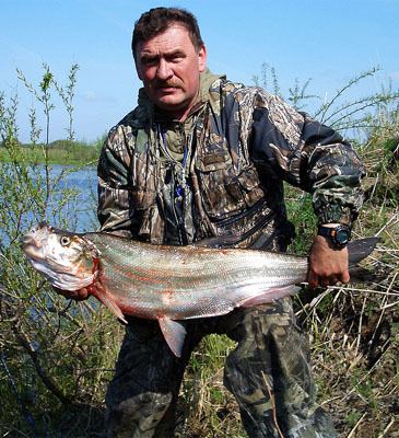 Predatory carp wwwfishingworldrecordscombundleshemaimagesp