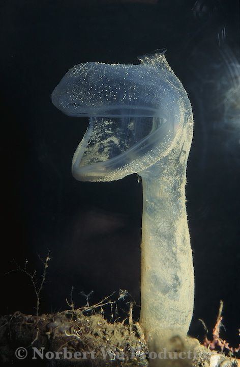 Predatory tunicate Predatory Tunicate The predatory tunicate is a species of tunicate