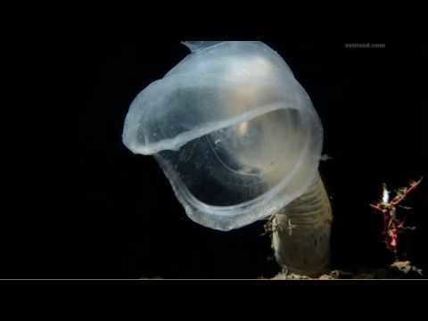 Predatory tunicate Predatory tunicate The Blue Planet Episode 2 quotThe Deepquot YouTube