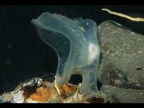Predatory tunicate Ghost Fish Predatory Tunicate YouTube