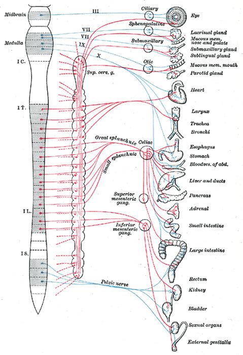 Preganglionic nerve fibers