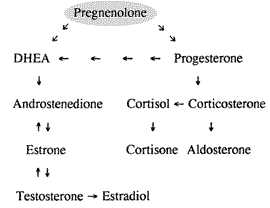 Pregnenolone pregnenolone Healthy AntiAging System