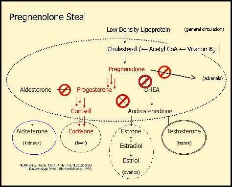 Pregnenolone Pregnenolone Steal Don39t be A Victim