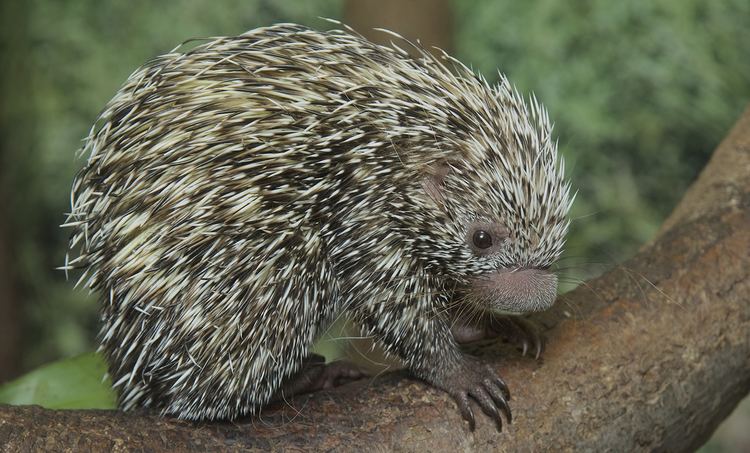 Prehensile-tailed porcupine Prehensiletailed porcupine Smithsonian39s National Zoo