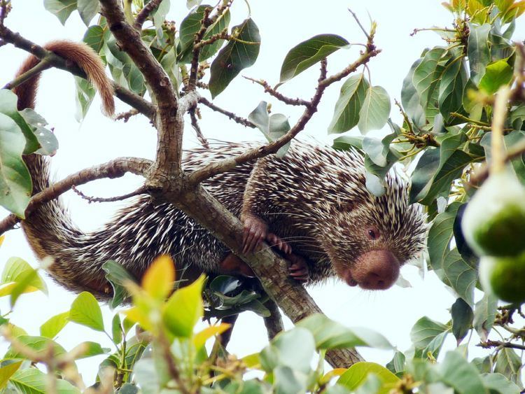 Prehensile-tailed porcupine cdnscinewscomimagesenlargeimage1588eCoendo