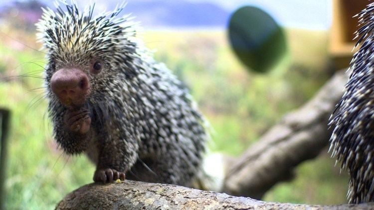 Prehensile-tailed porcupine What Is a PrehensileTailed Porcupine YouTube