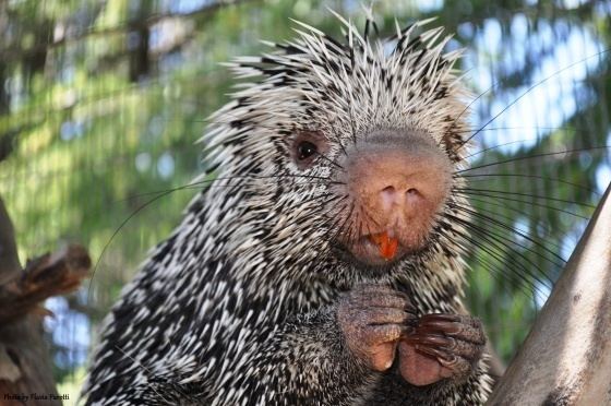 Prehensile-tailed porcupine Charles Paddock Zoo PrehensileTailed Porcupine