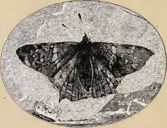 Prehistoric Lepidoptera