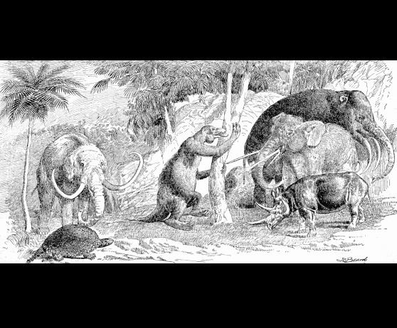 Prehistoric mammal