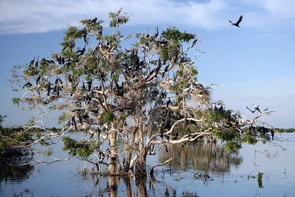 Prek Toal Prek Toal Bird Sanctuary Cambodia Tours Viet Holiday Travel