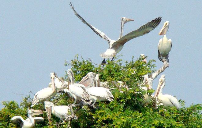 Prek Toal Cambodia Explorer Travel Prek Toal Bird sanctuary