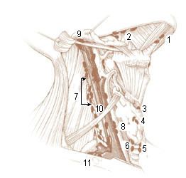 Prelaryngeal lymph nodes