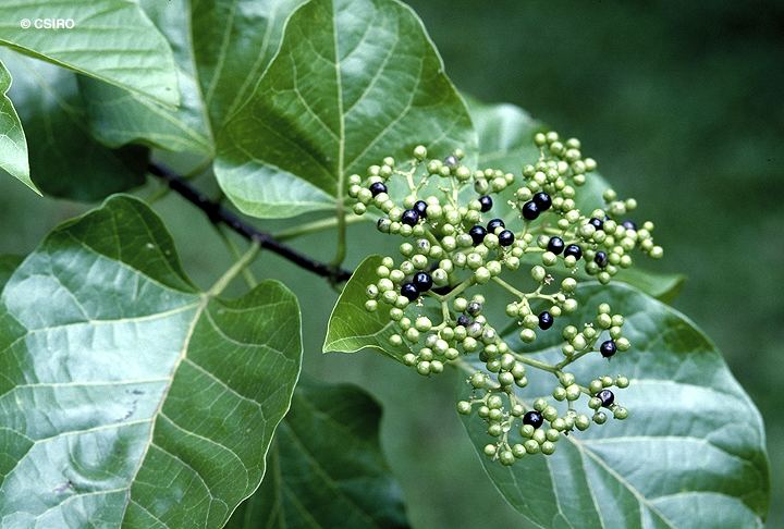 Premna serratifolia Factsheet Premna serratifolia